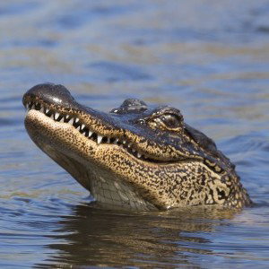 ALLIGATOR