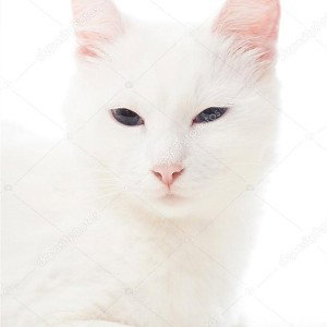 яркой звезде
