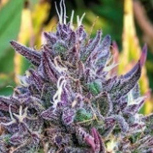 purple trees.