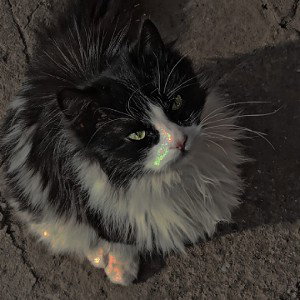 Королева автотюна 