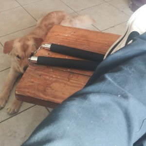 #dogpound