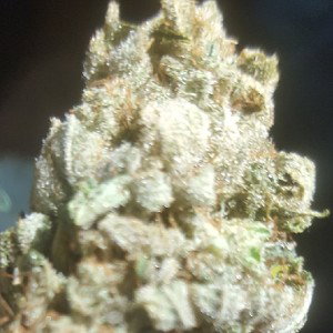 mota