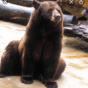 Smokey tha bear