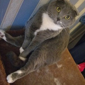 КОШКА МИША