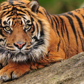 👑Rukie El👑 - Little tiger 🐅