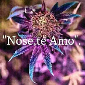Canavisativa