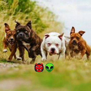 ☠️pa mis perros😈👹 _ improvisación- 👽👹