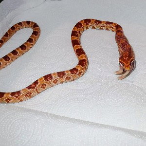 5M - Porażka