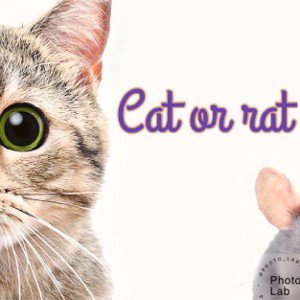 Cat or rat?