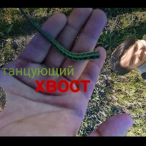 ТАНЦУЮЩИЙ ХВОСТ