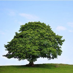 🌳