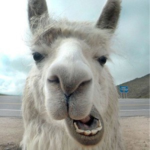 Yeah llama (19:08)