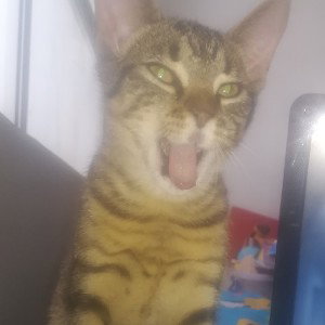 TH 