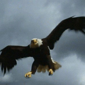 #FlyLikeSteve!