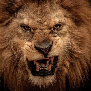 animal