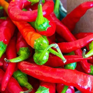Chili Pepper freestyle (first proper recording)