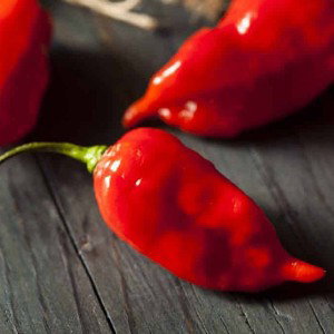 "Spicy As Hell"
