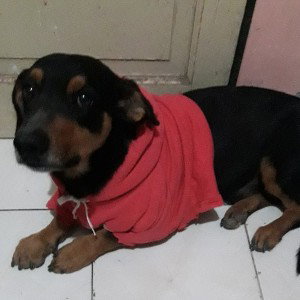 Perro Negro 