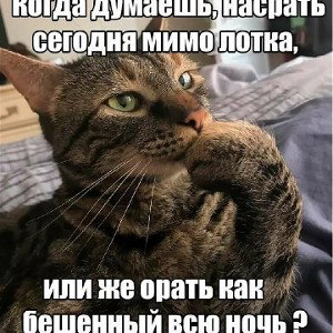 😜CAT B TANKE😜-кто понял тот поймет