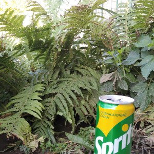Зеленый листик (feat. Кончита, Бебра) 
