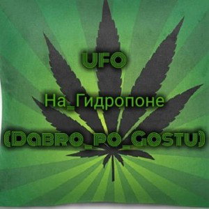 На гидропоне