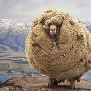 affro