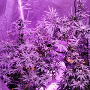 Kush Rush