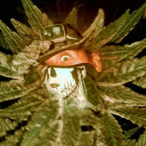 me so high