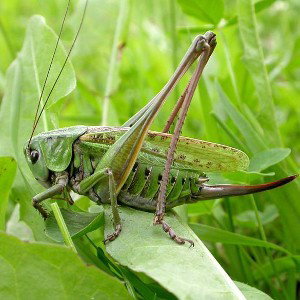 Кузнечик