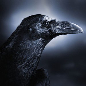 THA BLACK CROWS.    by.  DOUG THA DRUG