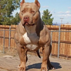 Big dogs☠️