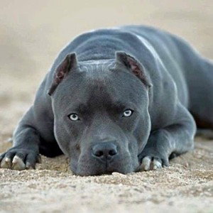 1 million Savage pit bull miles away  remix 