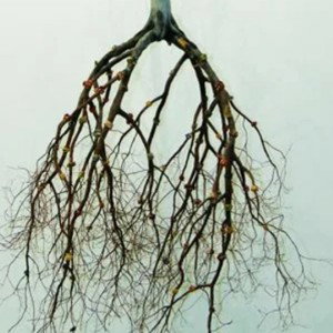 Roots