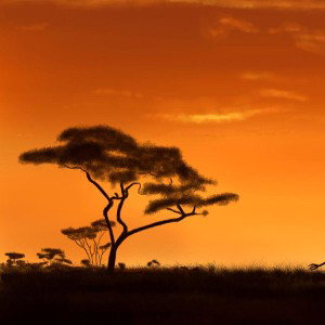 Z Savane