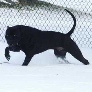 Can't teach a old dog.