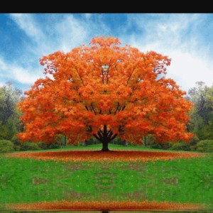 Family Tree