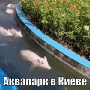 НЕ БАНЬТЕ, ВАША МАМА СОЧНАЯ 