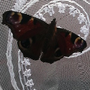    Fly        