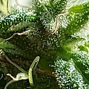 PaD - WeedLife