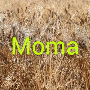 Cboy Goodie - Moma