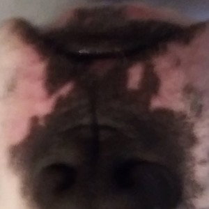 _Demons