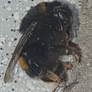 WiesonVirus