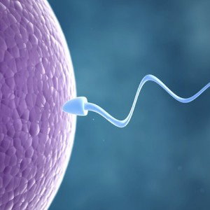 spermicidal release
