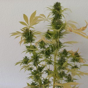 Was Staatsgewalt ?!