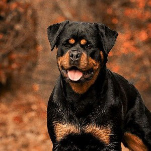 PrinceLee Calhoun"Rottweiler🦁shyt"