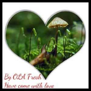 Holla Fresh  Have come with love