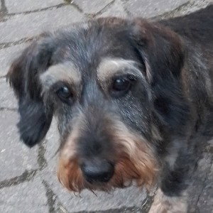 Zum dumm zum Albtraum