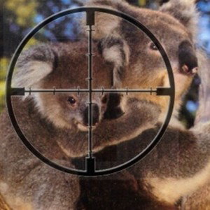 #KoalaShot