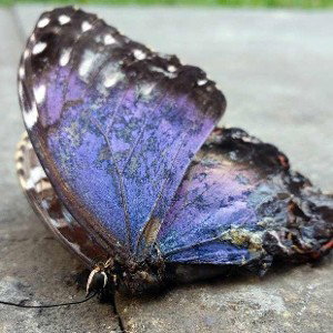 Butterfly #2