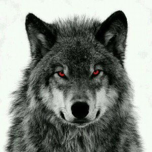 Entre Perros Lobo